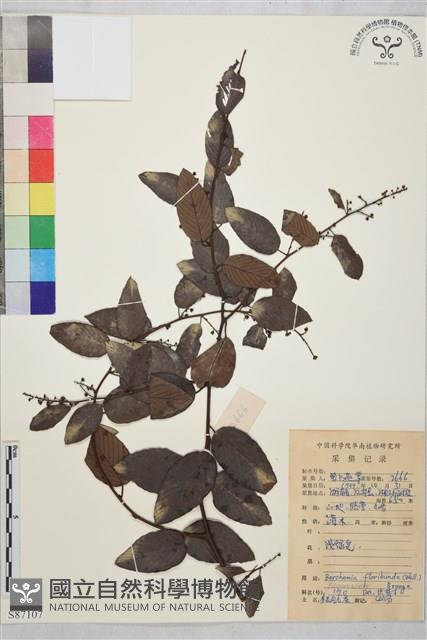 大黃鱔藤藏品圖，第1張