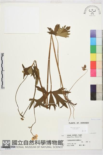 匍枝毛茛藏品圖，第1張