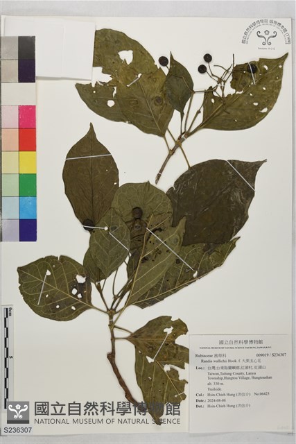 大果玉心花藏品圖，第1張