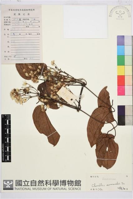 小木通藏品圖，第1張