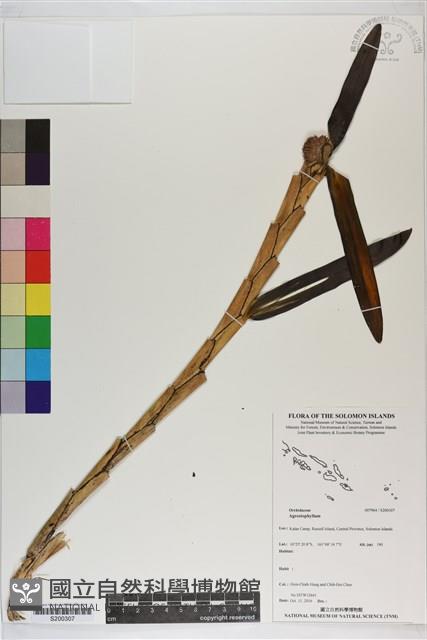 登錄號:S200307藏品圖，第1張