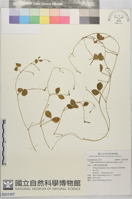 小豇豆藏品圖，第1張