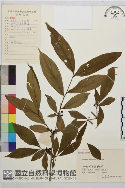 山鼠李藏品圖，第1張