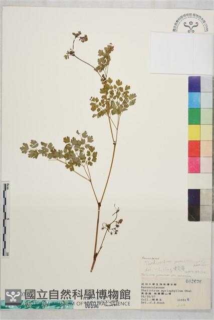 微毛爪哇唐松草藏品圖，第1張