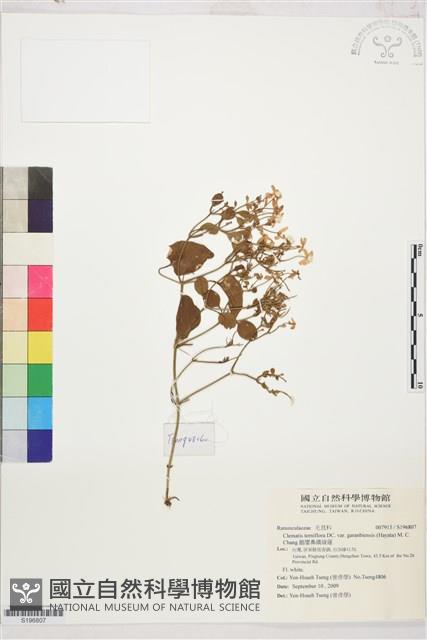 鵝鑾鼻鐵線蓮藏品圖，第1張