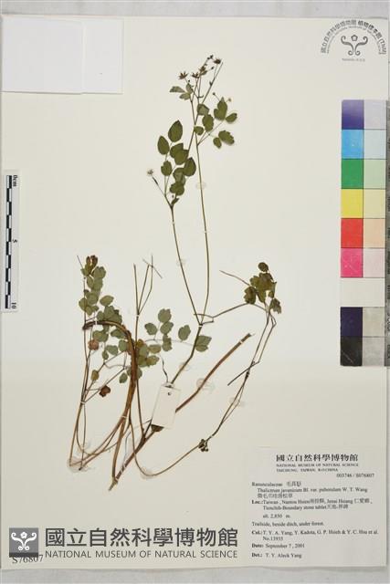 微毛爪哇唐松草藏品圖，第1張