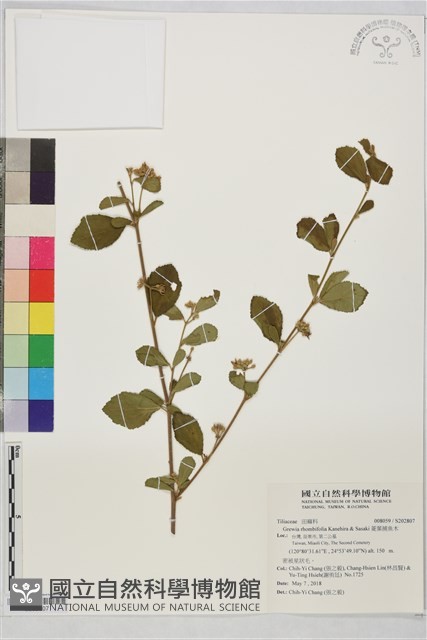 菱葉捕魚木藏品圖，第1張