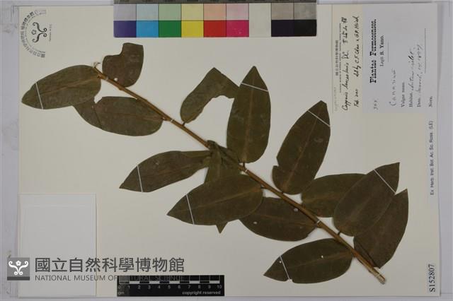 蘭嶼山柑藏品圖，第1張