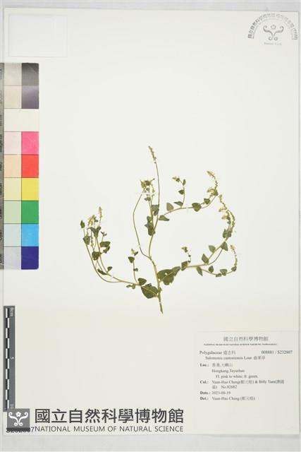 齒果草藏品圖，第1張