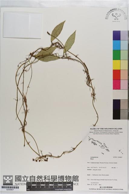 登錄號:S200807藏品圖，第1張