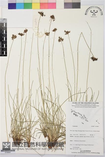 登錄號:S195807藏品圖，第1張