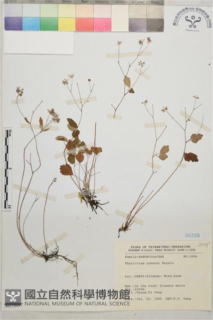 傅氏唐松草藏品圖，第1張