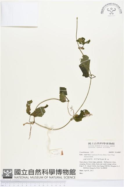 登錄號:S164807藏品圖，第1張