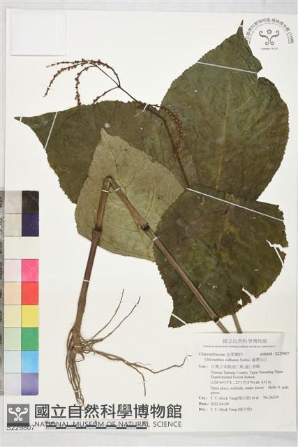 臺灣及己藏品圖，第1張