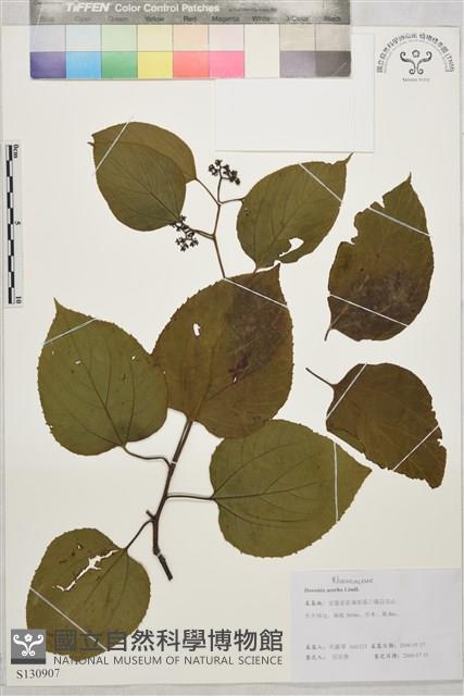 拐棗、枳椇藏品圖，第1張