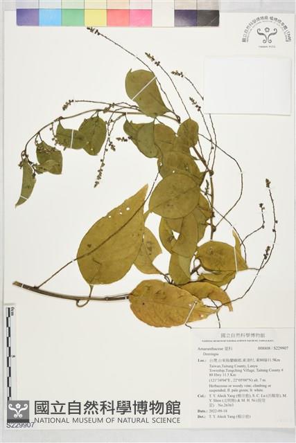 登錄號:S229907藏品圖，第1張