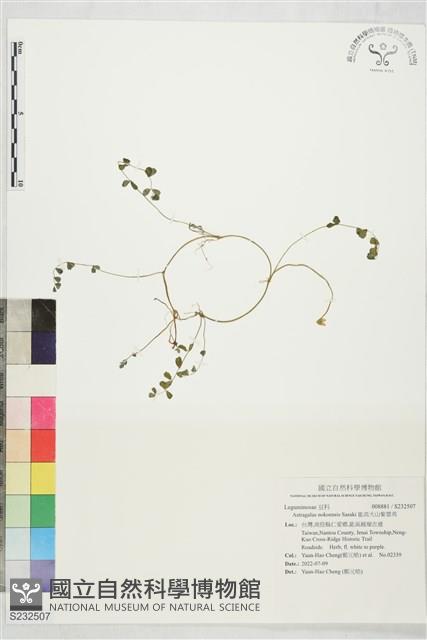 能高大山紫雲英藏品圖，第1張