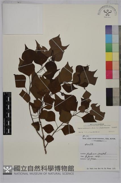 烏臼藏品圖，第1張