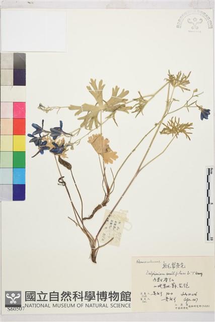 軟毛翠雀花藏品圖，第1張