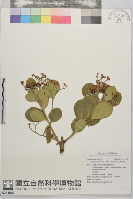 日本衛矛, 大葉黃楊藏品圖，第1張