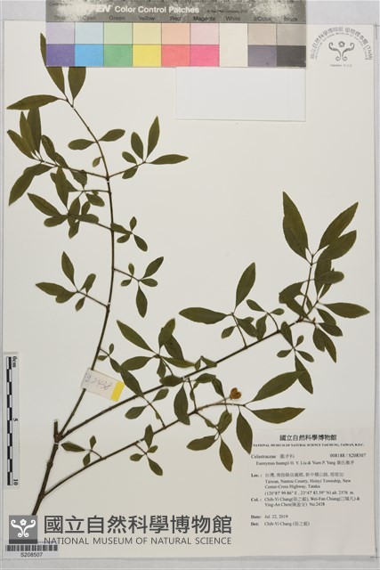 黃氏衛矛藏品圖，第1張