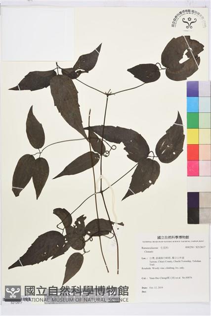 彭氏鐵線蓮藏品圖，第1張