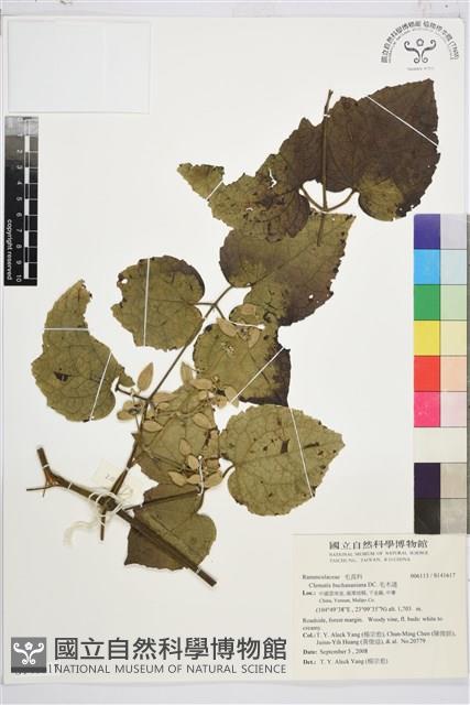 毛木通藏品圖，第1張