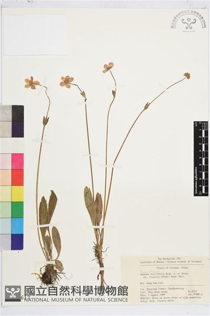 Accession Number:S018617 Collection Image