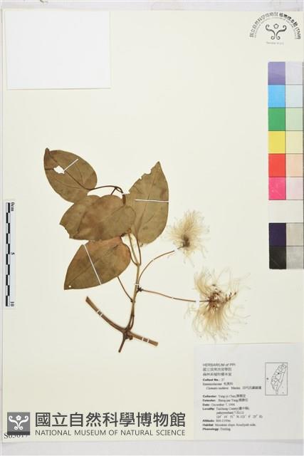 田代氏鐵線蓮藏品圖，第2張