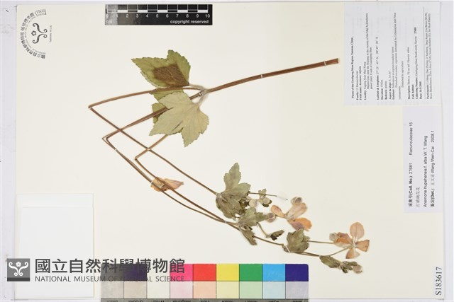 打破碗花花藏品圖，第1張