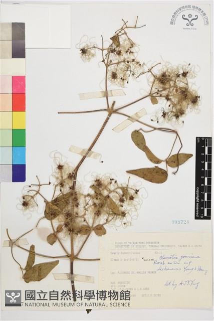 梨山小蓑衣藤藏品圖，第2張