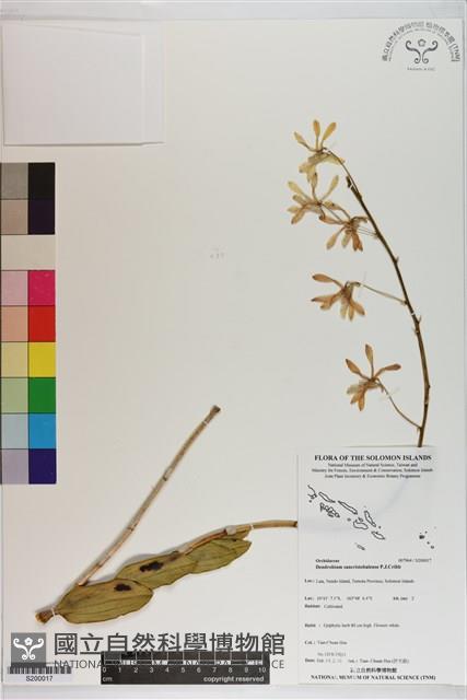 Accession Number:S200017 Collection Image