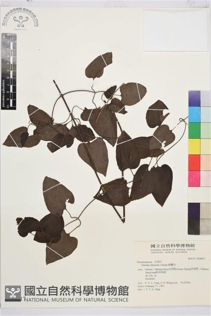 威靈仙藏品圖，第1張