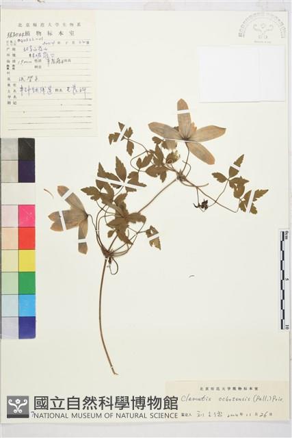 半鐘鐵線蓮藏品圖，第1張