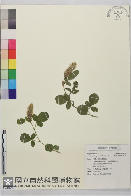 大葉兔尾草藏品圖，第1張