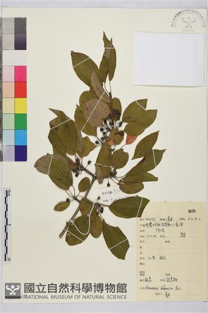 鼠李、臭李子藏品圖，第1張