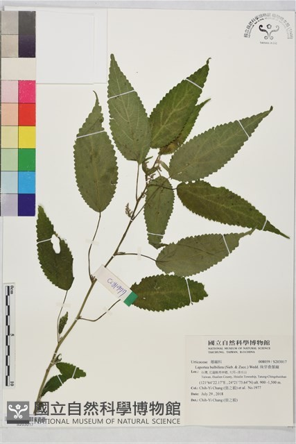 珠芽桑葉麻藏品圖，第1張