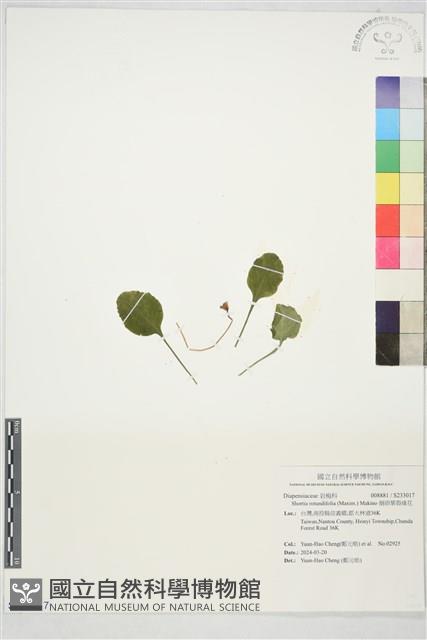 倒卵葉裂緣花藏品圖，第1張