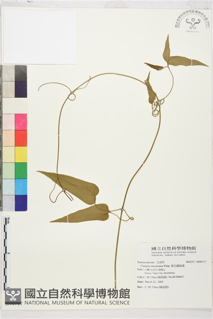 麥氏鐵線蓮藏品圖，第2張