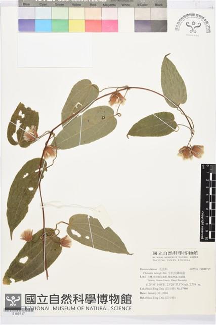 亨利氏鐵線蓮藏品圖，第1張