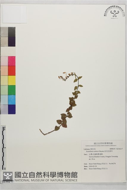 田代氏黃芩藏品圖，第1張