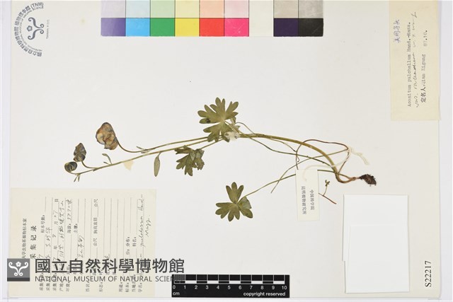 長序美麗烏頭藏品圖，第1張