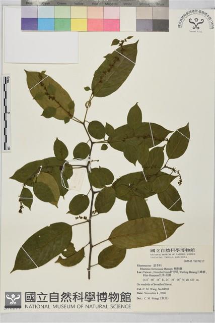 桶鉤藤藏品圖，第1張