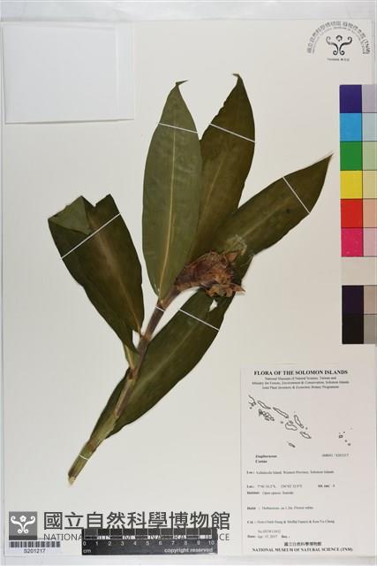 登錄號:S201217藏品圖，第1張