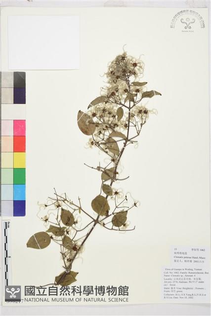 鈍萼鐵線蓮藏品圖，第1張