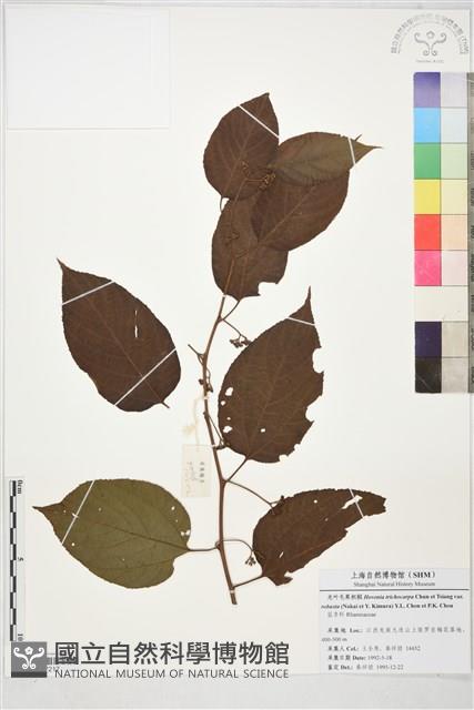 登錄號:S197217藏品圖，第1張