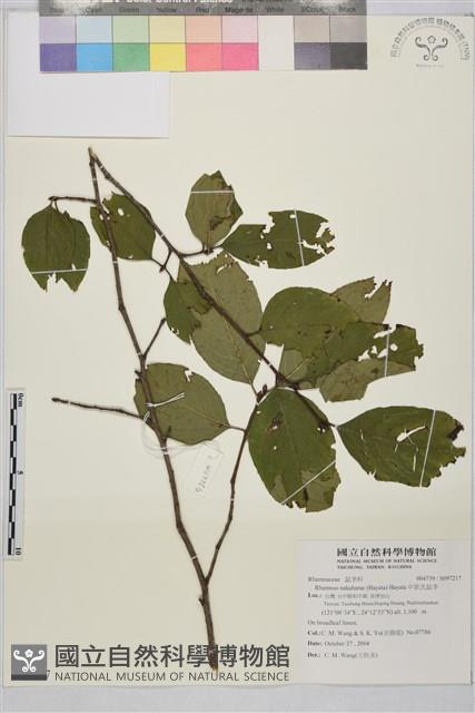 中原氏鼠李藏品圖，第1張