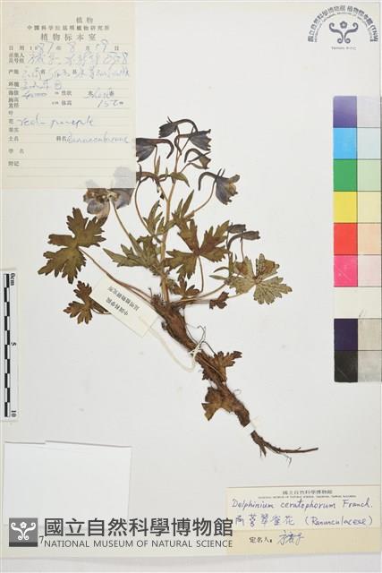 角萼翠雀花藏品圖，第1張