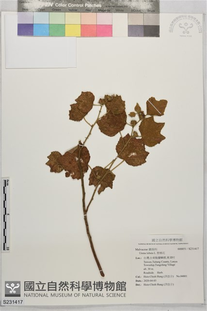 野棉花藏品圖，第1張