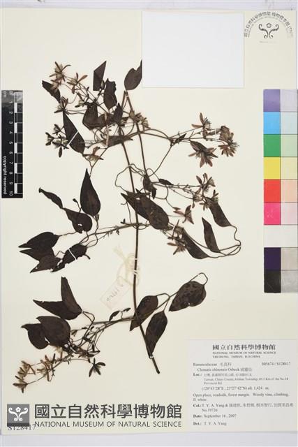 威靈仙藏品圖，第1張